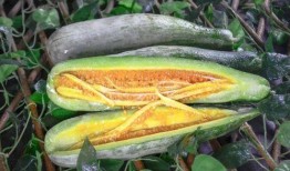 网红小雨吃瓜,揭秘娱乐圈幕后真相